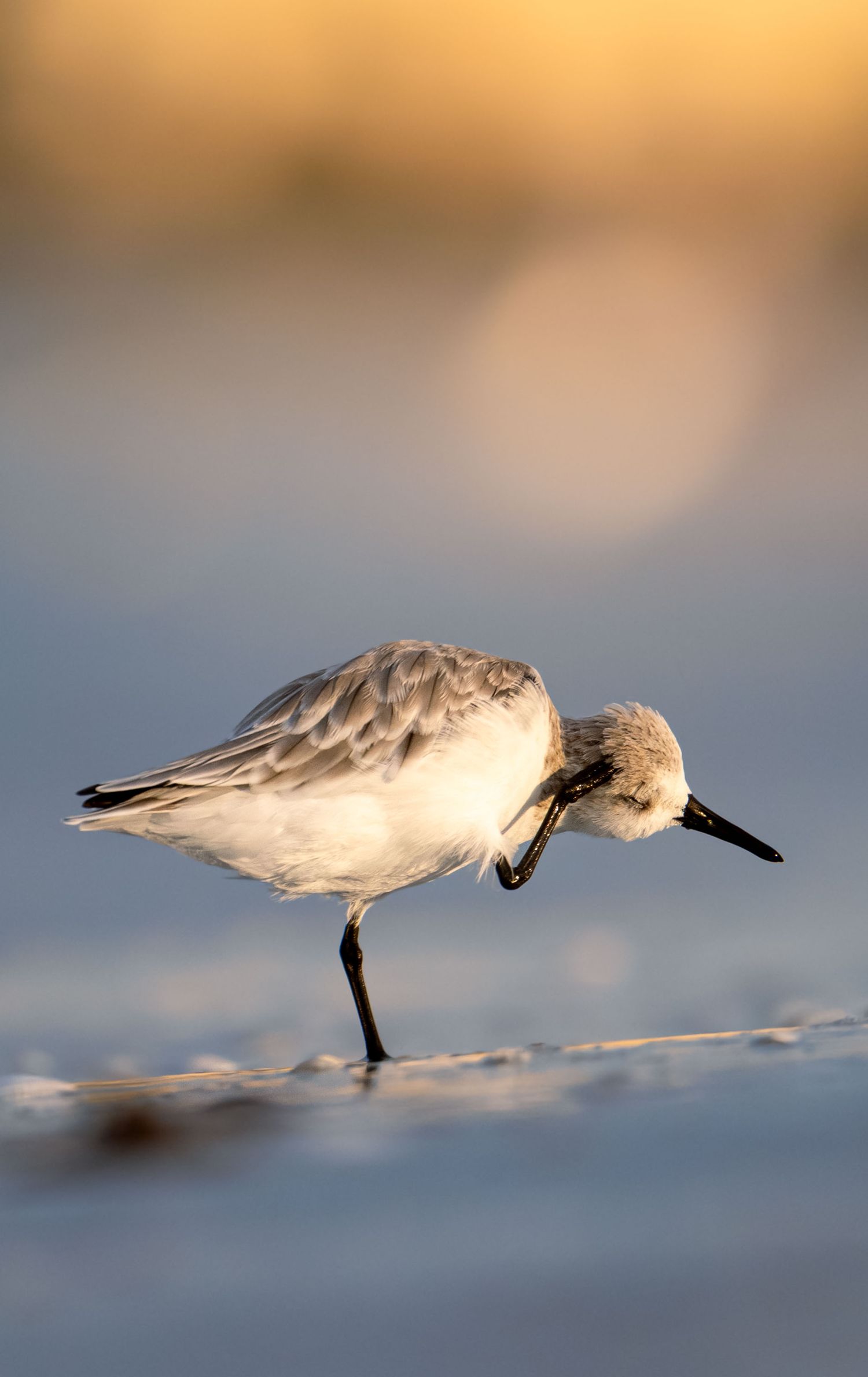 A sandpiper bird walks gracefully through shallow water at sunset.