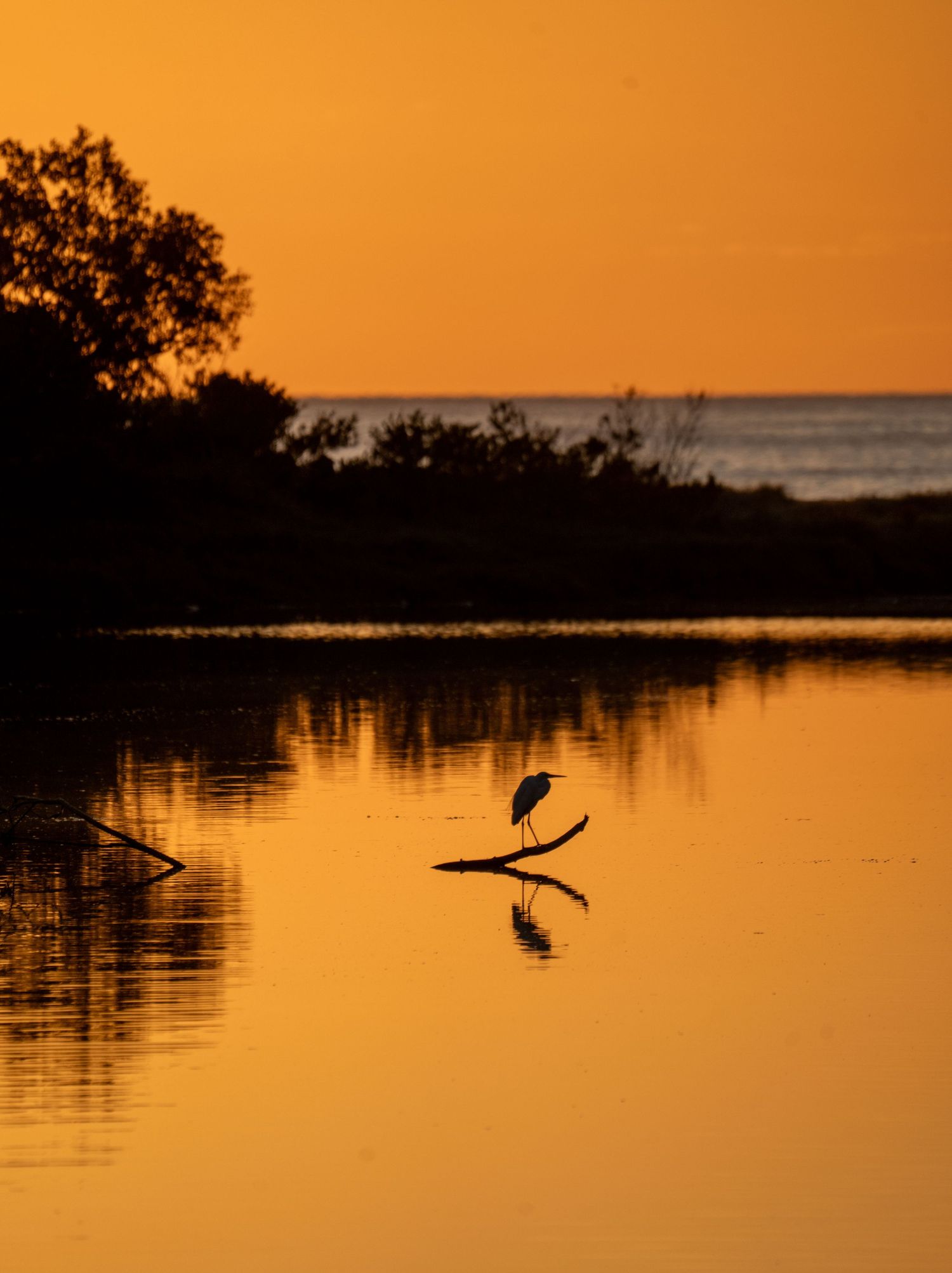 Silhouettes of birds against an orange sunset sky over calm water.