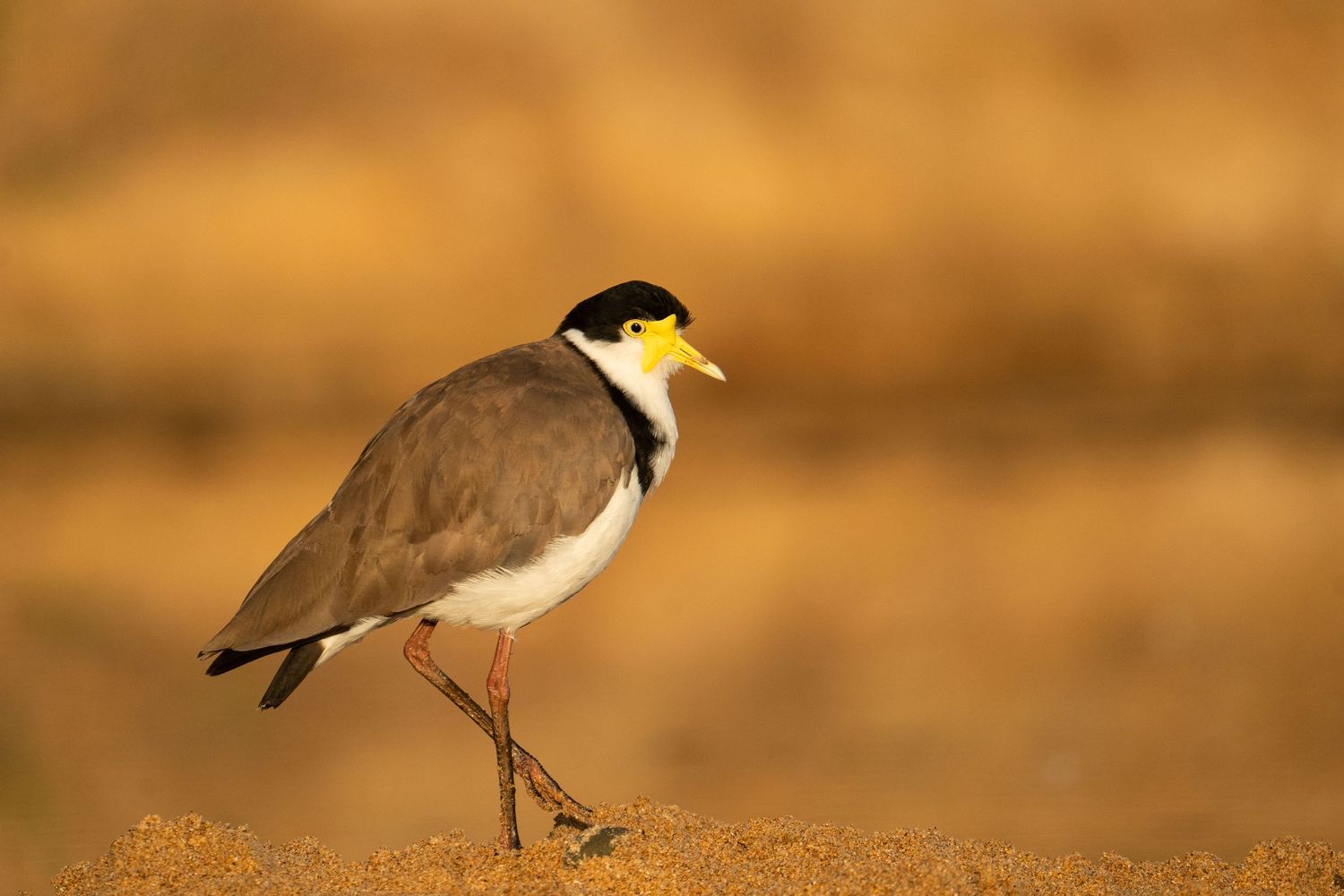 Masked lapwing birds stand gracefully in warm golden light during sunset.