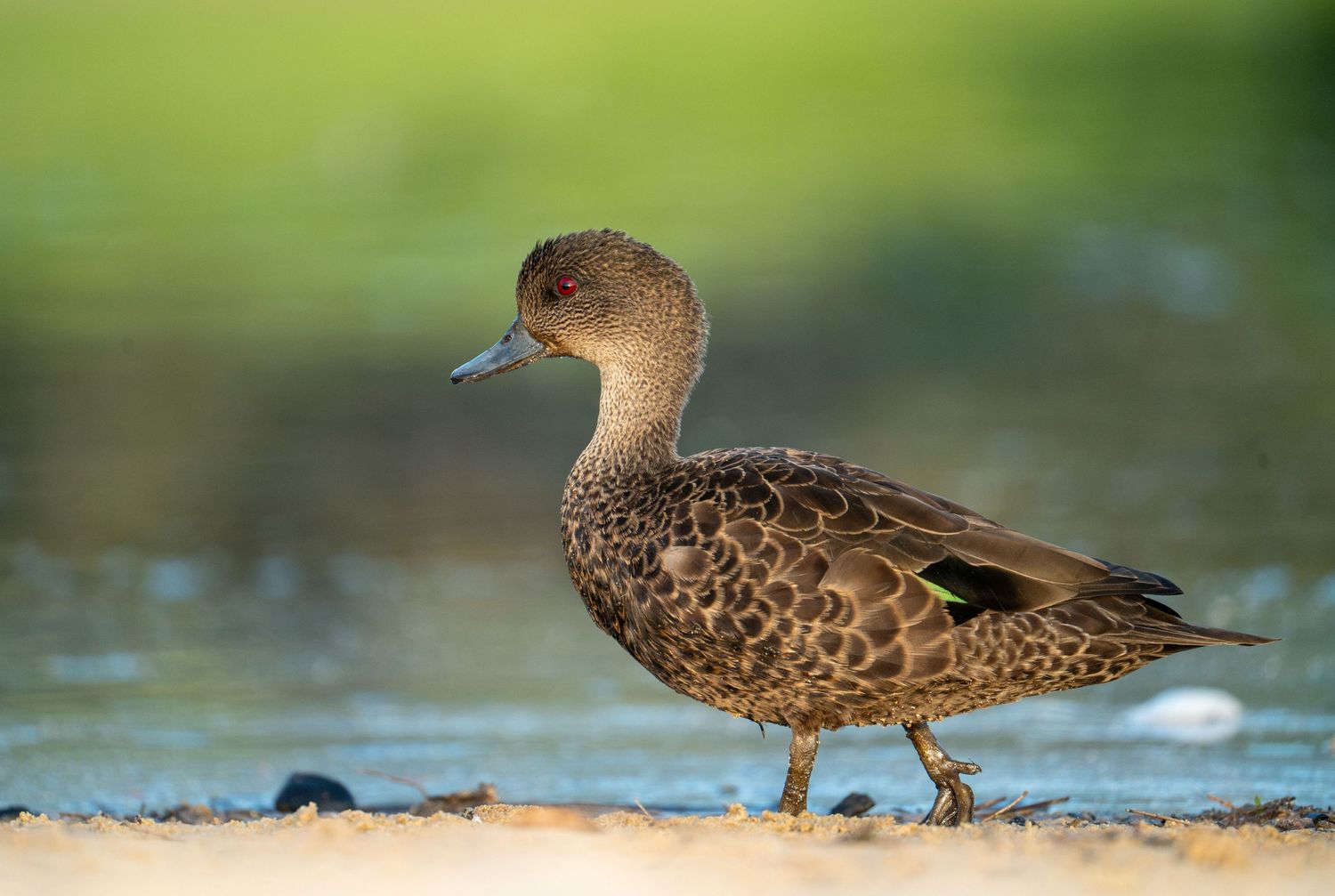 A speckled brown duck stands on the shoreline with a blurred green background.