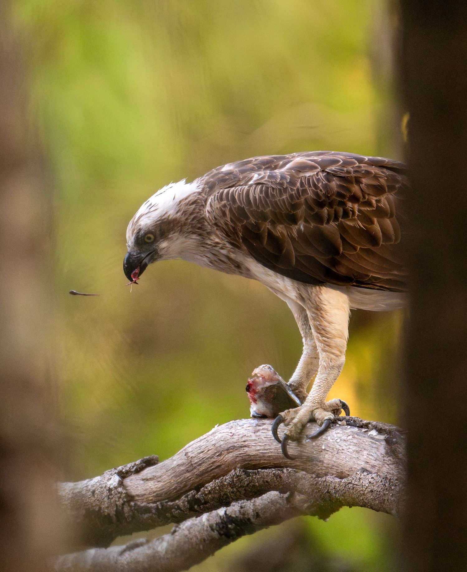 Osprey bird perched on a dead tree branch against blurred green forest background.