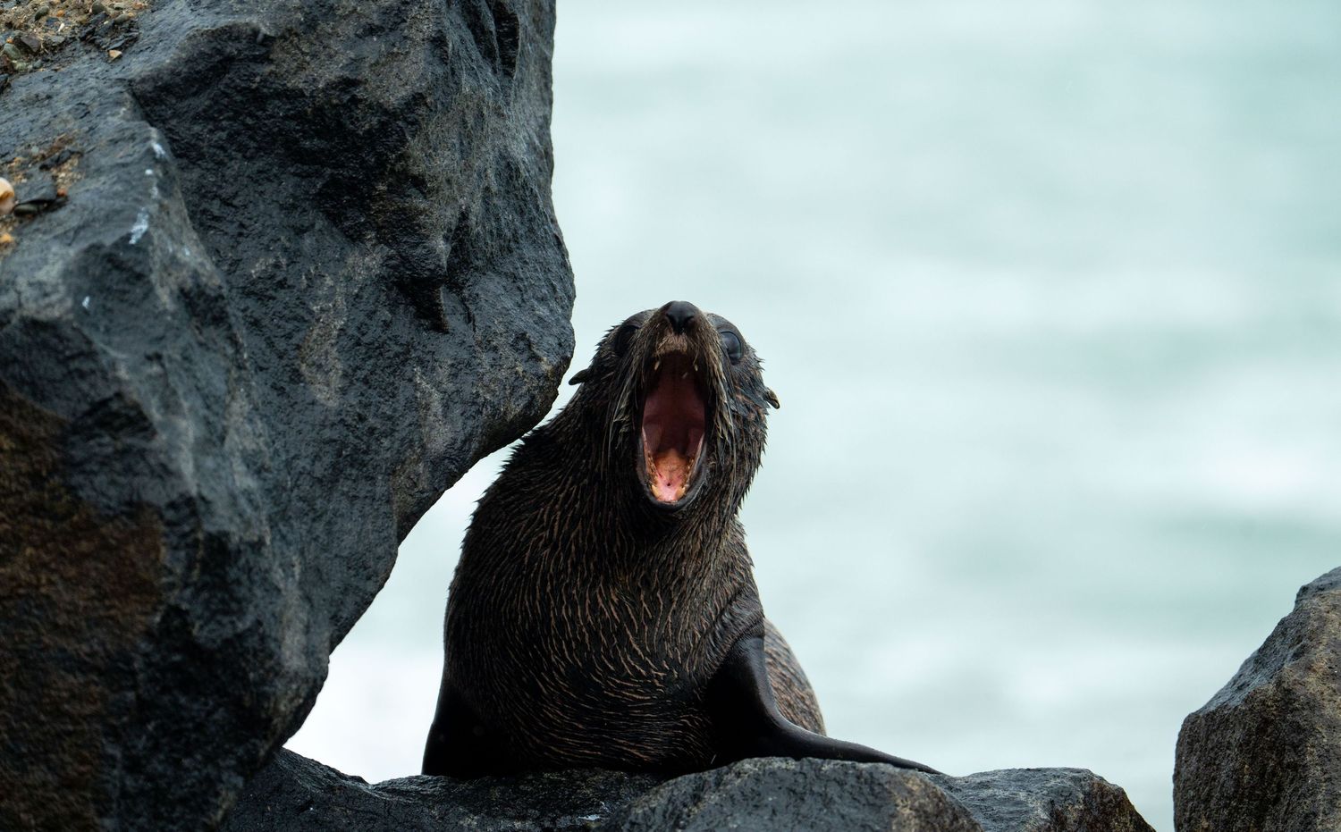 A seal with open mouth rests on dark rocky cliffs against a misty background.