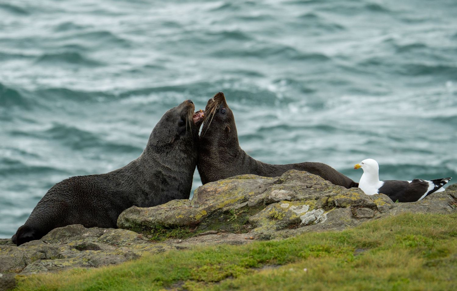 Seabirds perch on rocky coastal cliffs overlooking turbulent ocean waves.