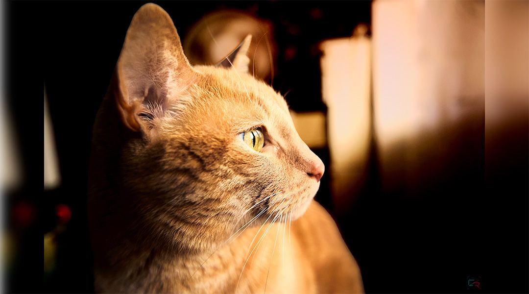 A close-up of an orange tabby cat gazing upward with bright green eyes in warm, dramatic lighting.