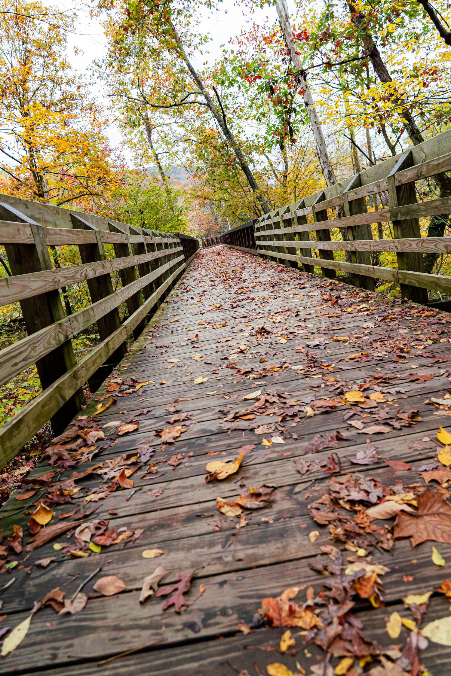 Wooden boardwalk covered in autumn leaves through forest.