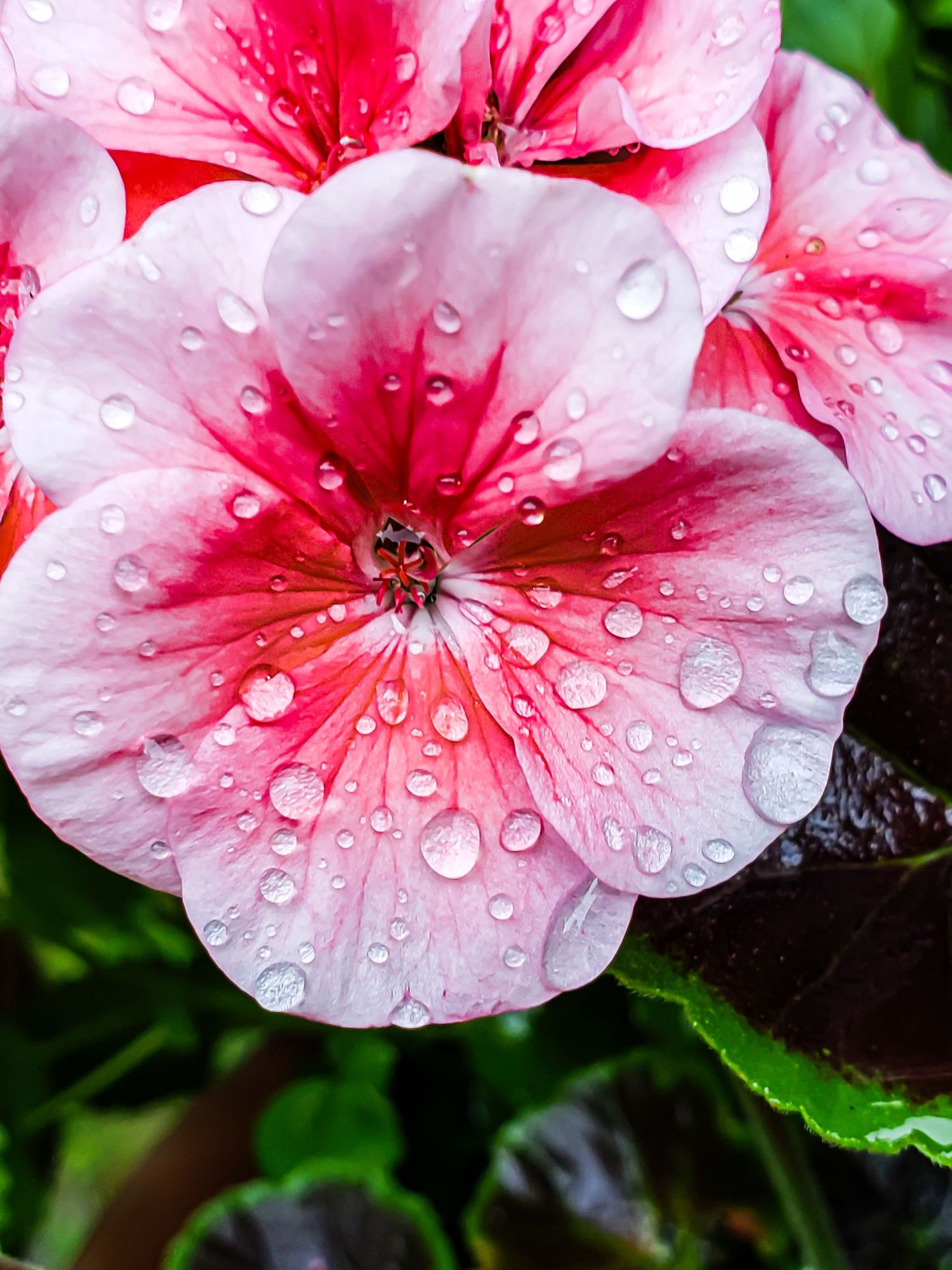 Pink and red Dianthus flower petals covered in water droplets after rain against a dark green background.