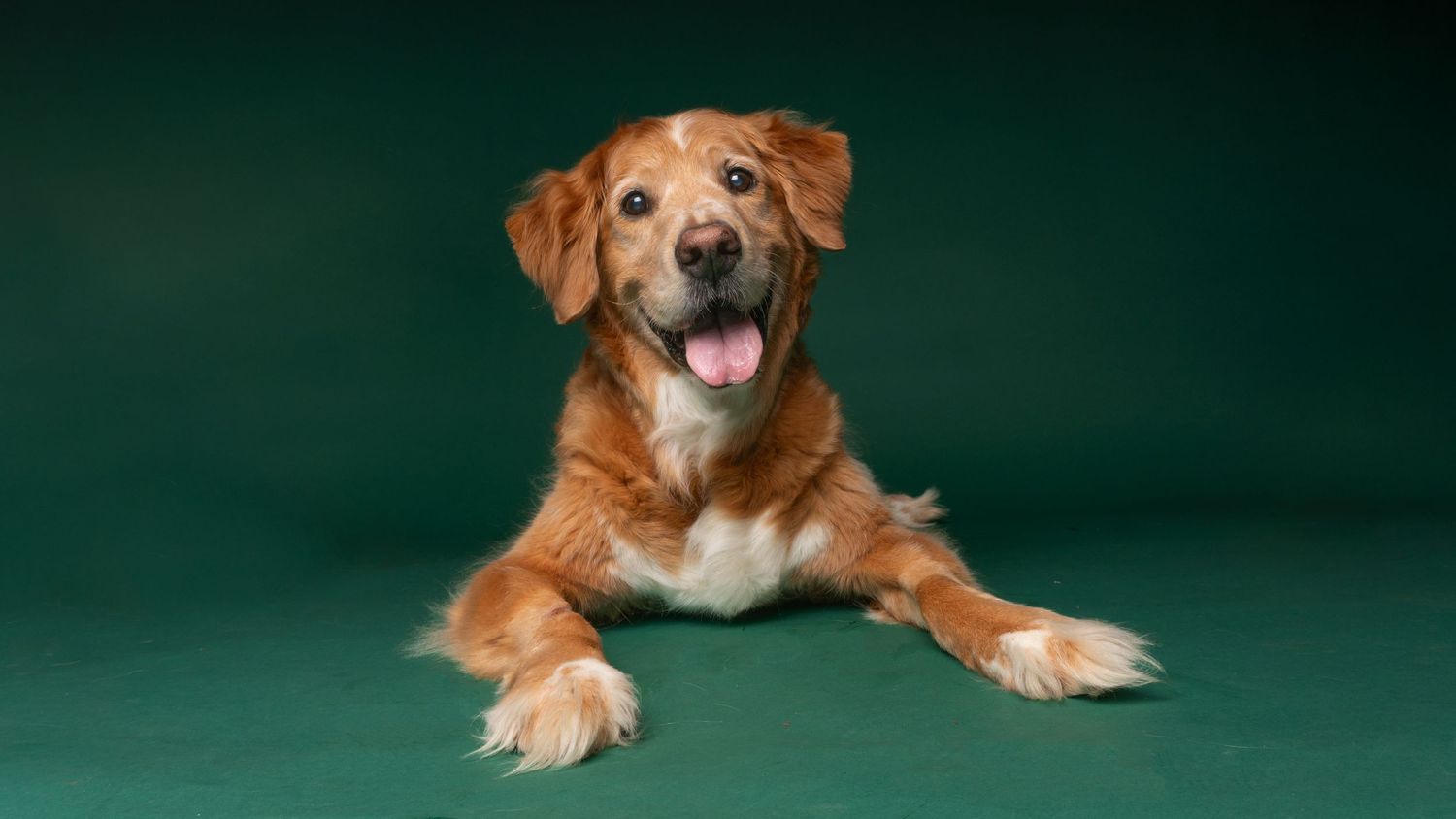 Pet Studio Photography Greenville SC