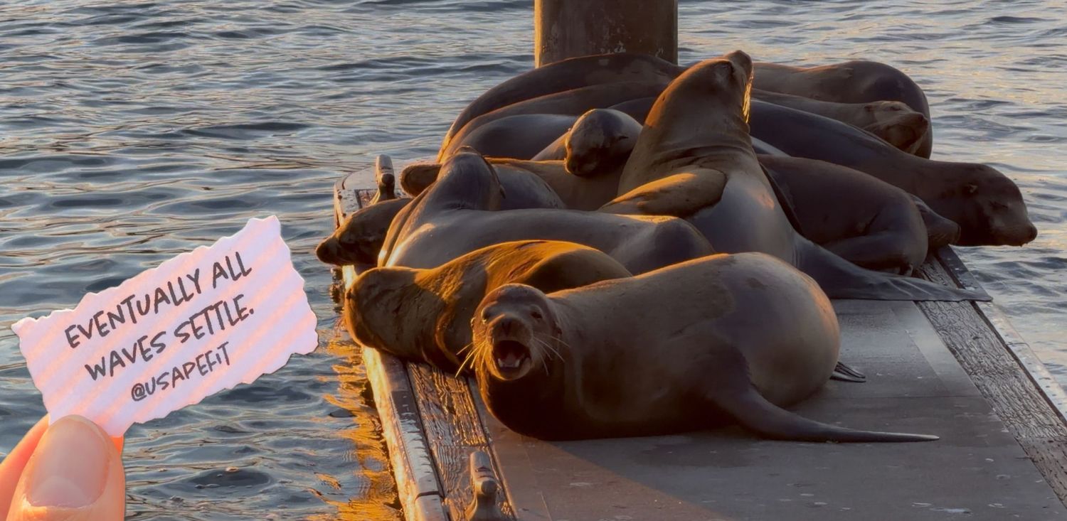 Sea lions bask in the warm sunlight while lounging on wooden docks along the waterfront at sunset.