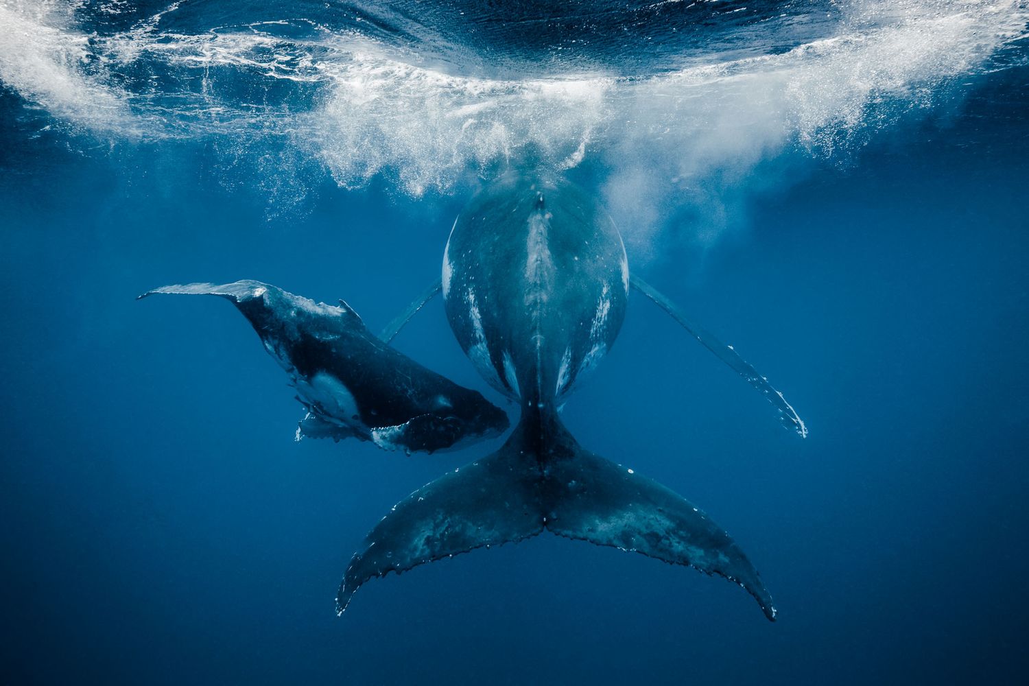 Humpback whale and calf swimming underwater in deep blue ocean, Ningaloo Reef