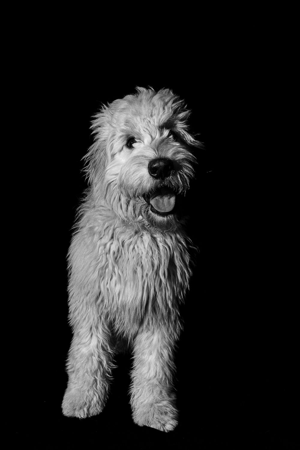 Black and white photo of fluffy dog