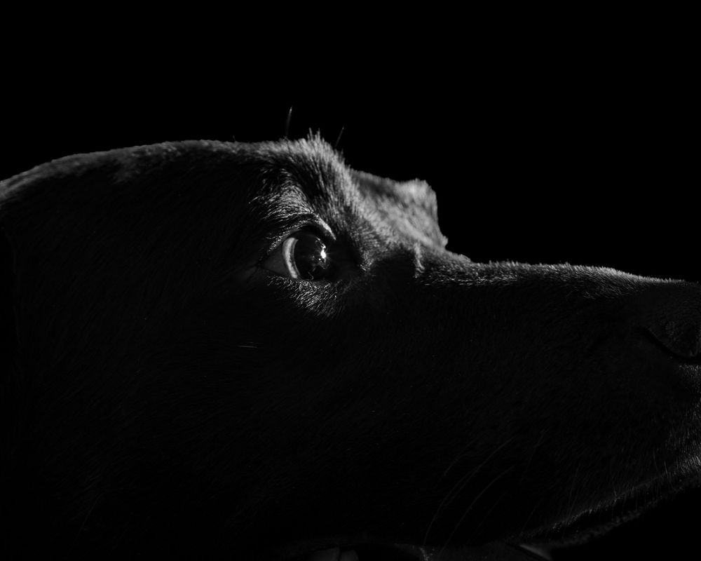 Black and white photo of dog eyes