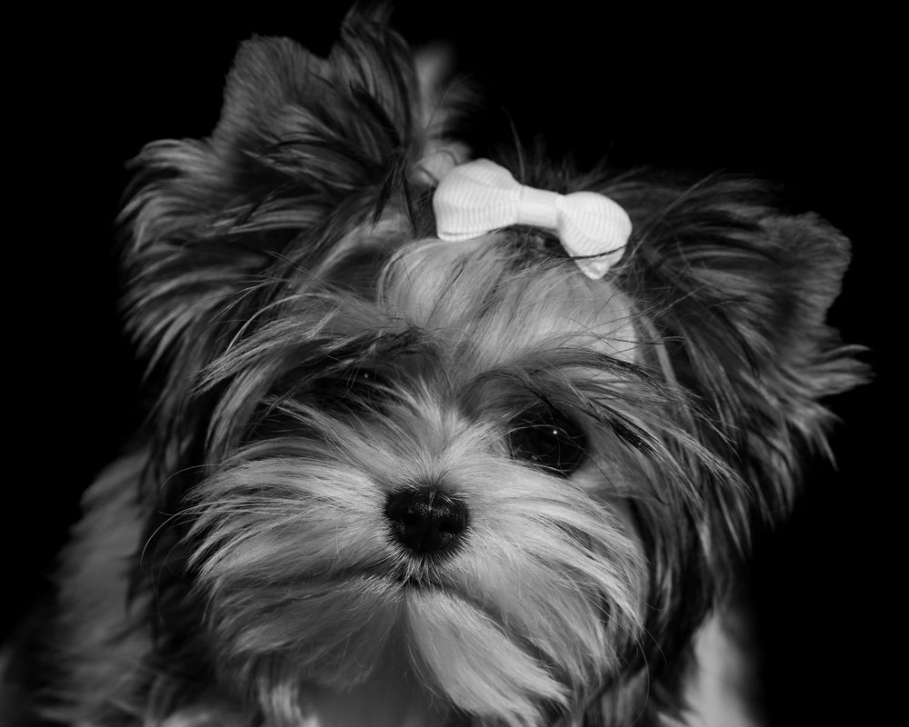 small dog with head tilted and bow in hair