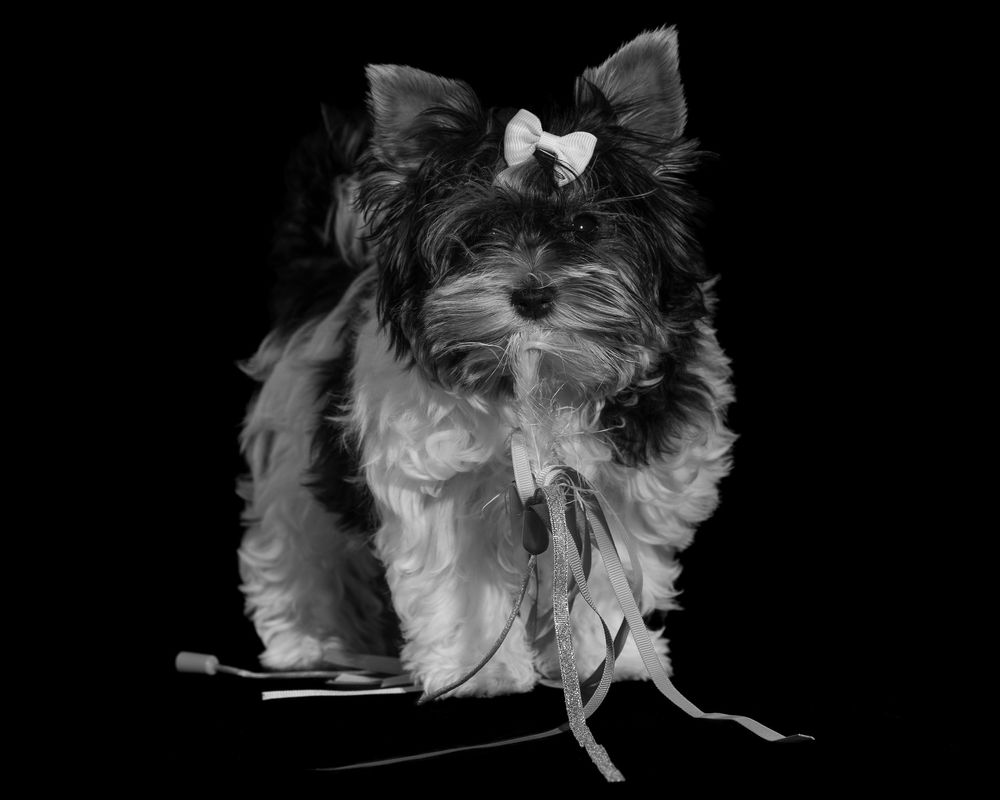 small dog with bow in hair holding a toy