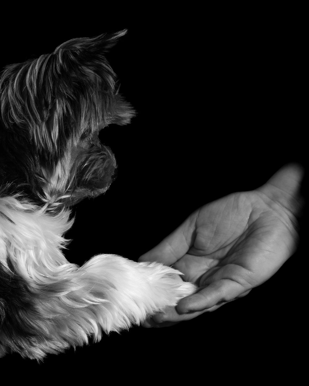 small dog holding owners hand