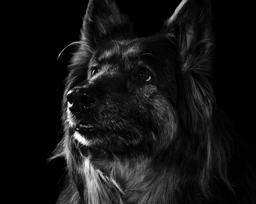 German shepherd