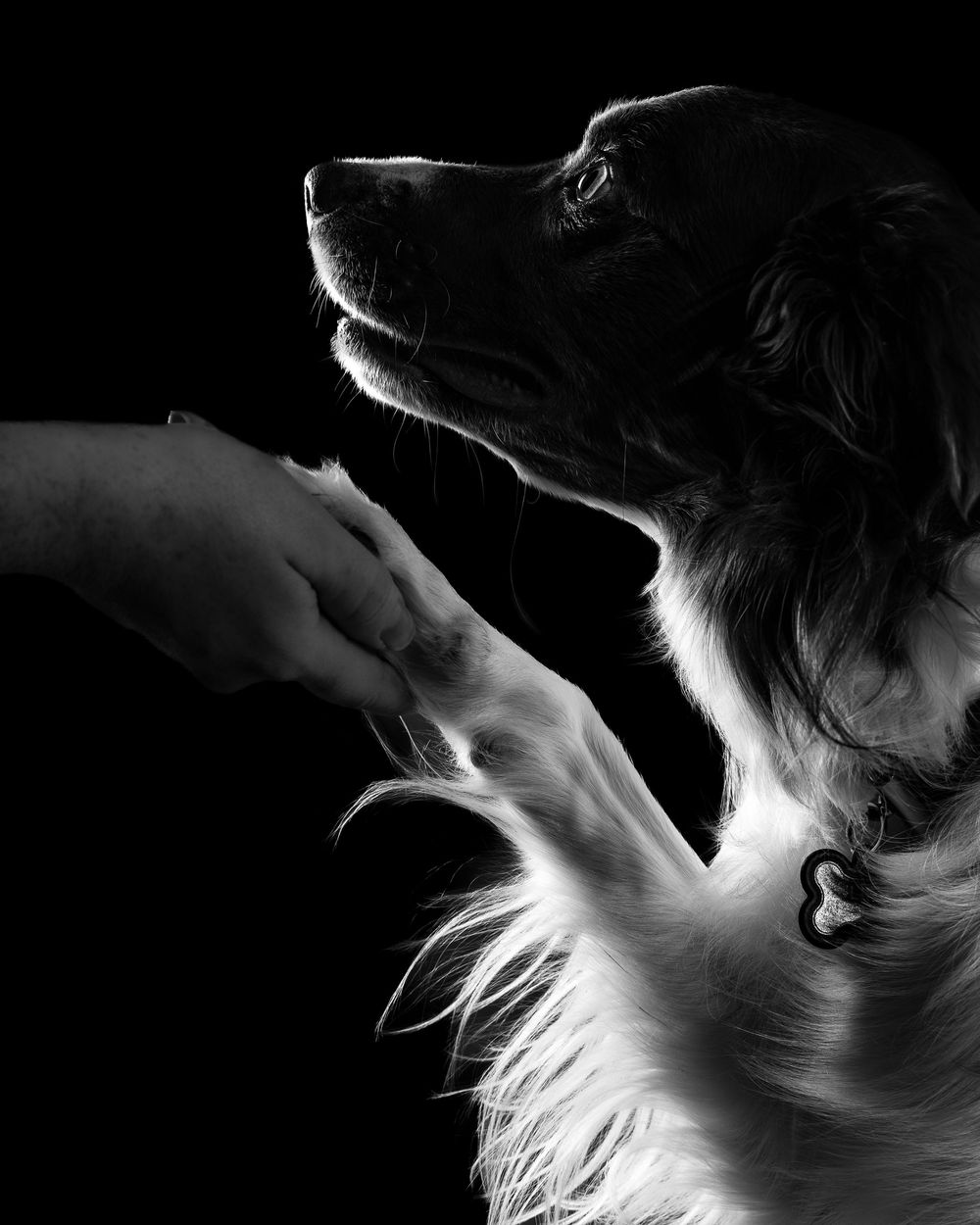 Border Collie holding owners hand