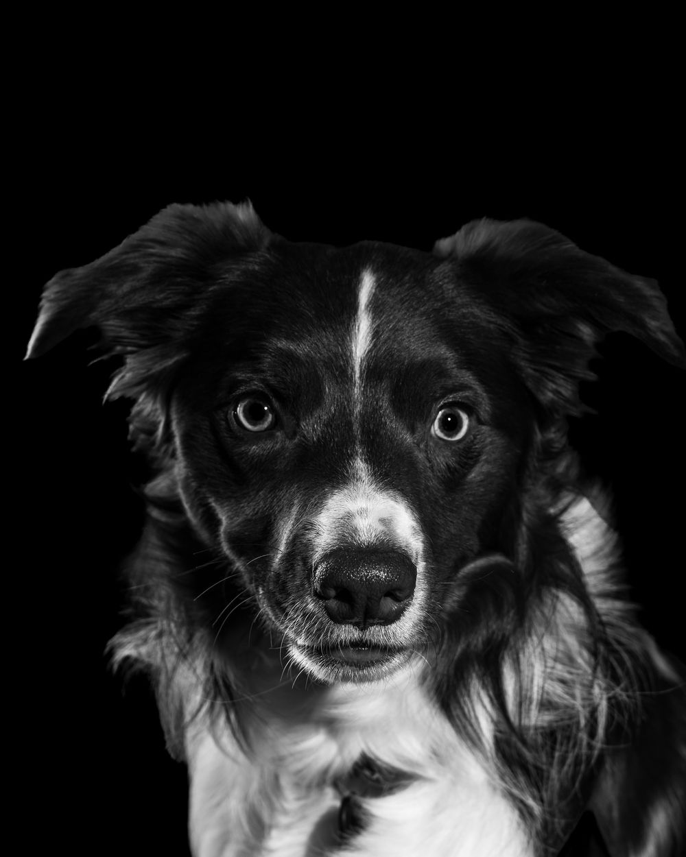 portrait of border collie