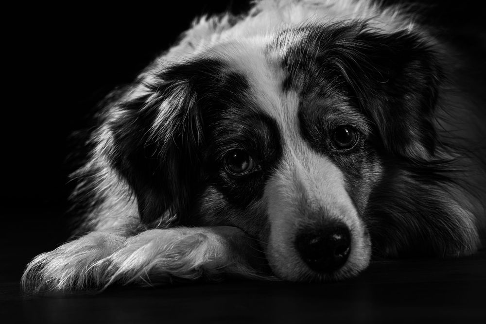 Australian shepherd laying down with head on floor