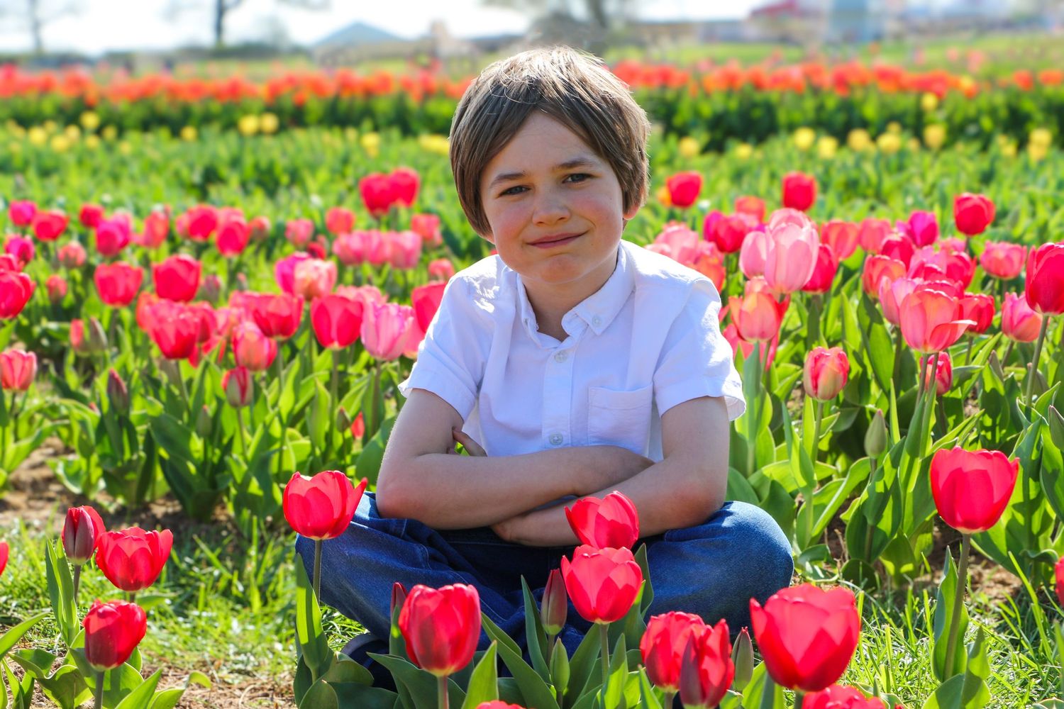 A colorful field of vibrant pink and red tulips blooms under bright spring sunshine.