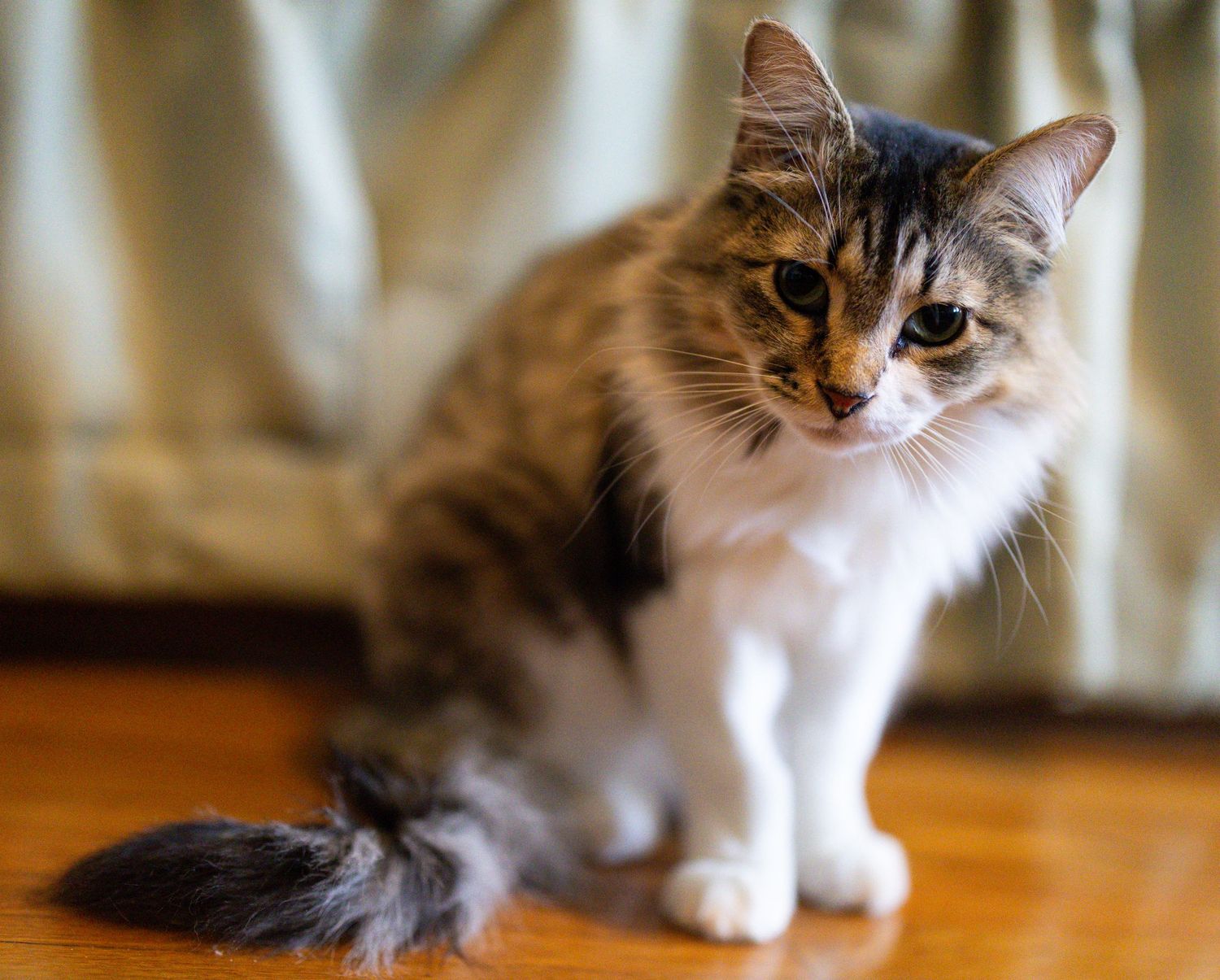Close up of cat