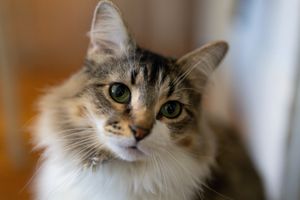 Close up of cat
