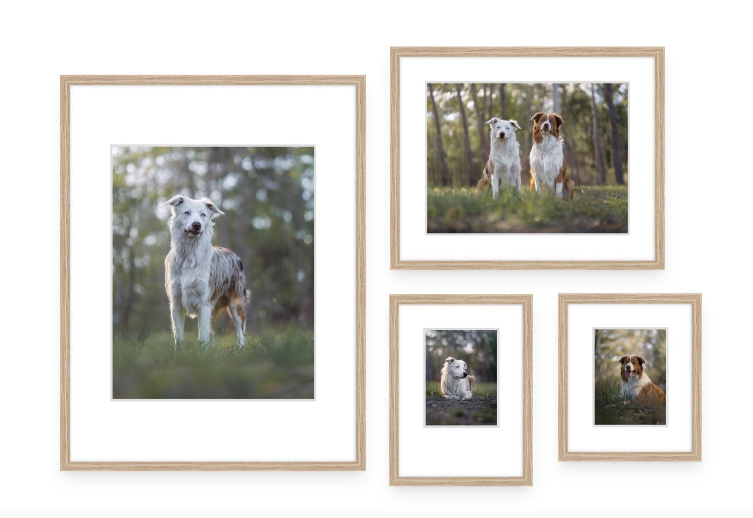 Custom gallery wall featuring a collection of framed dog portraits designed to create a statement display in your home