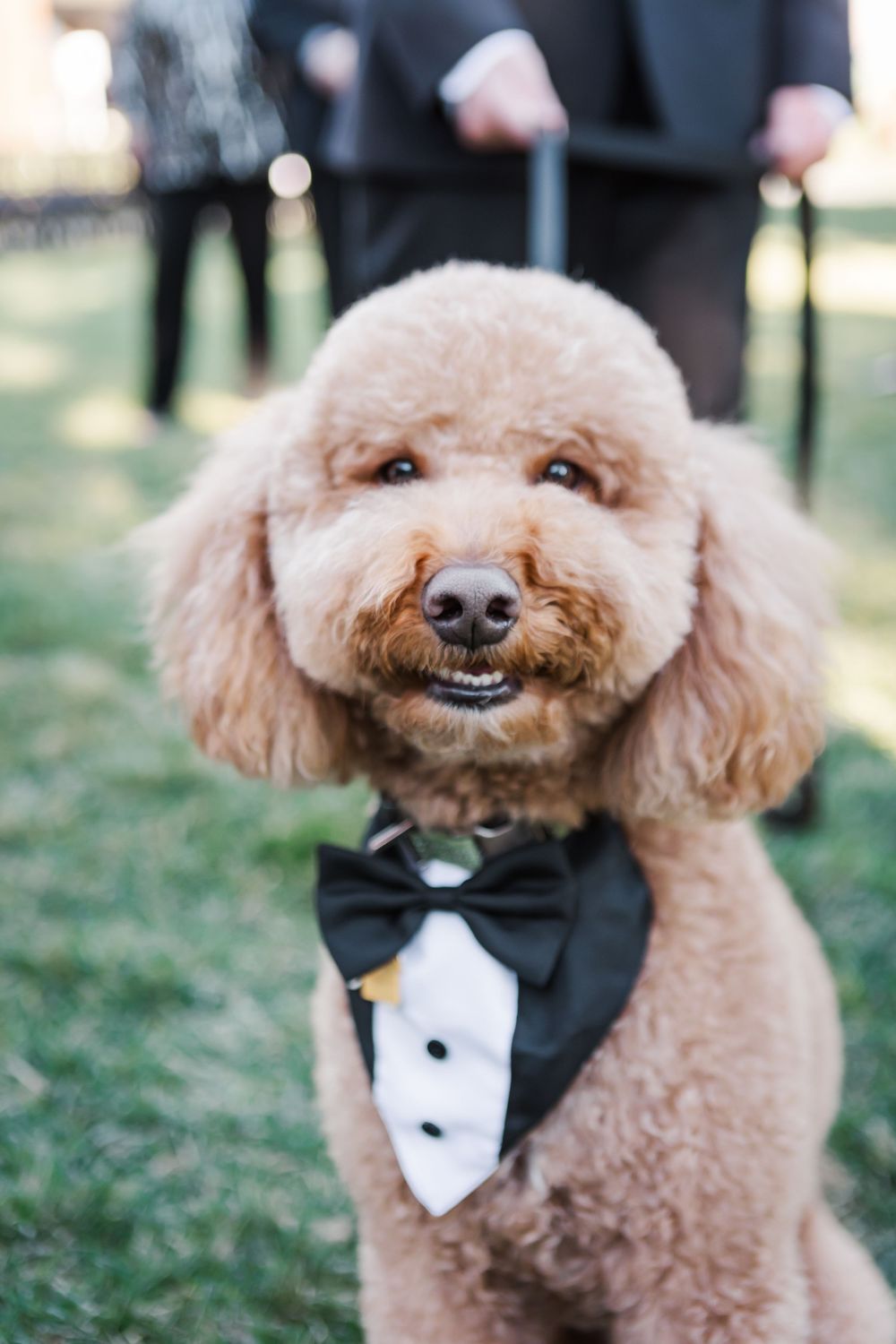 Goldendoodle dog wearing a black and white tuxedo bowtie smiles for wedding photos.