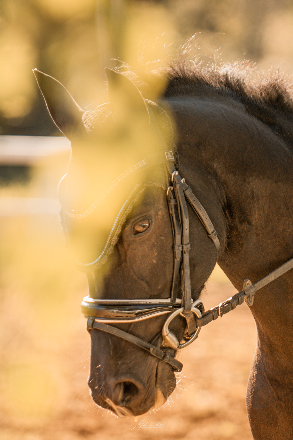 cheval dressage concours carrière travail obstacle yeux