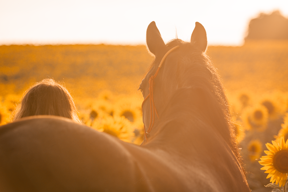 cheval femme champs de tournesols couché de soleil