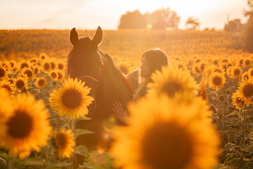 cheval femme champs de tournesols couché de soleil