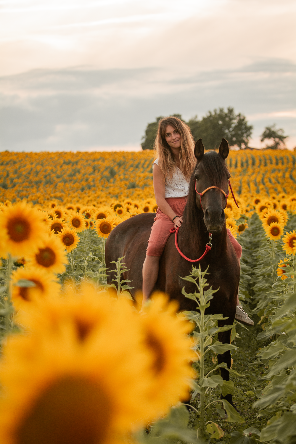cheval femme champs de tournesols couché de soleil