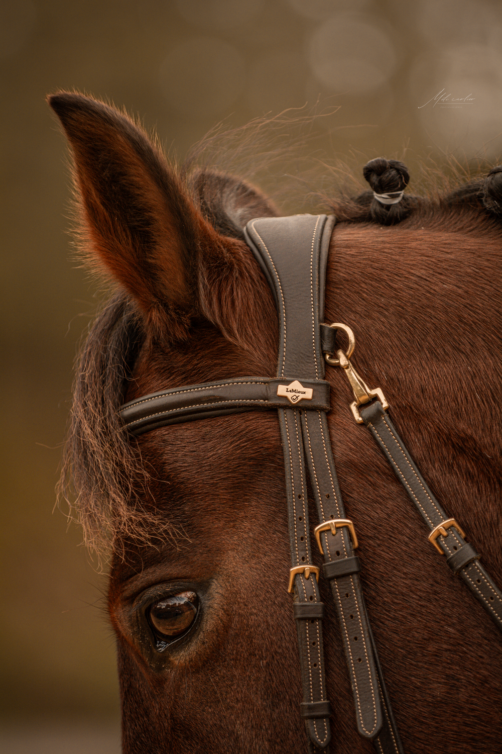 cheval concours marque produit yeux oreille travail obstacle dressage