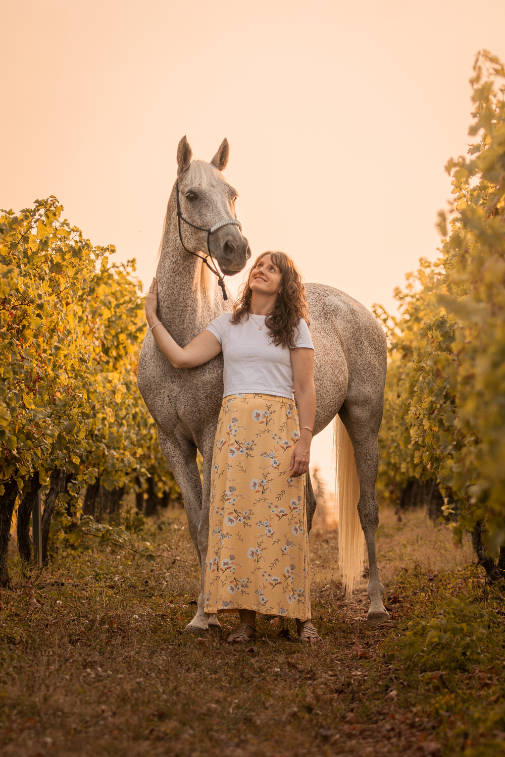 femme cheval couché de soleil champs de vignes