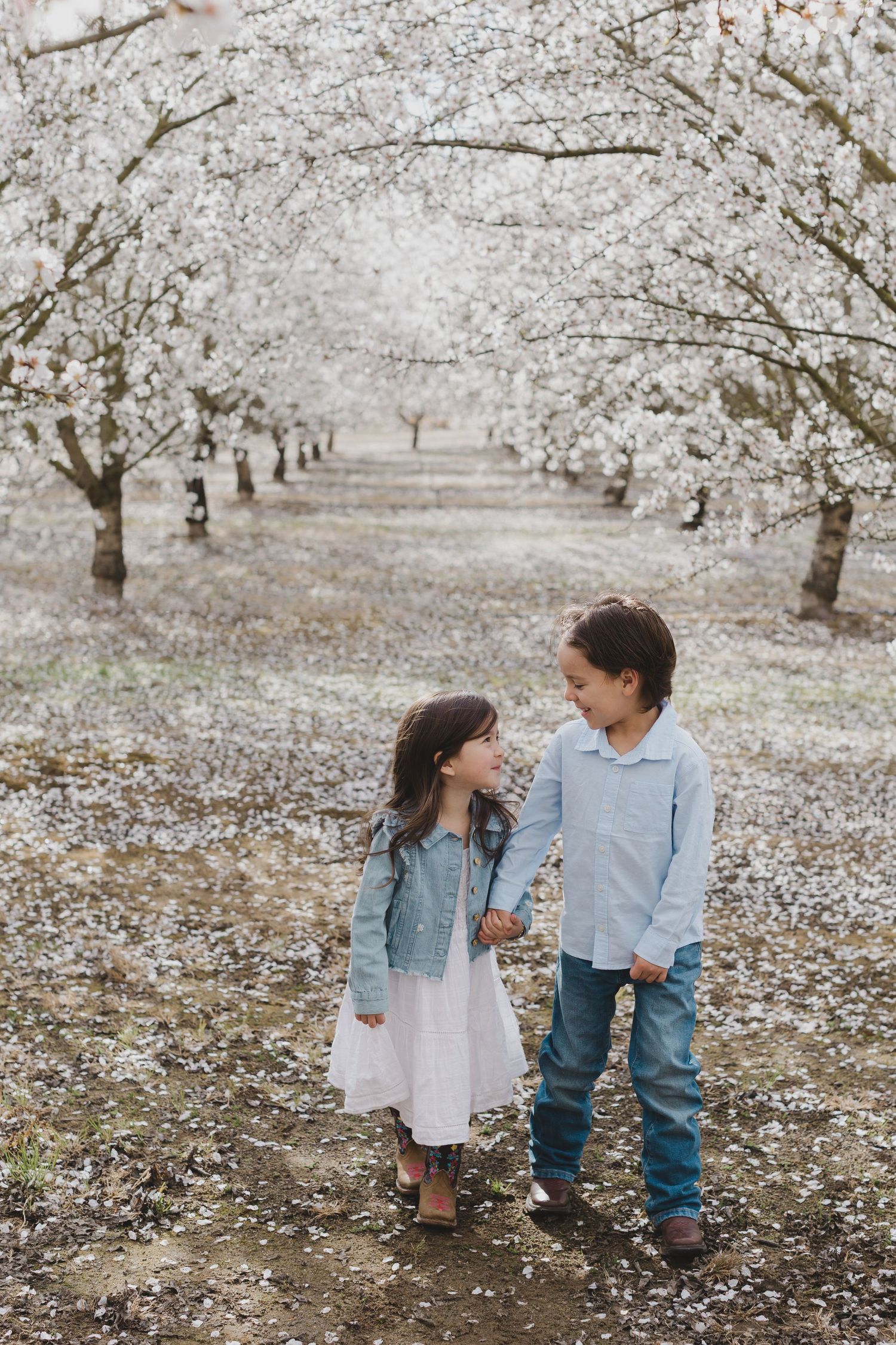 Two children walk together under blooming cherry blossom trees in a spring orchard setting.  Almond Blossom Mini Session 2026, Modesto CA