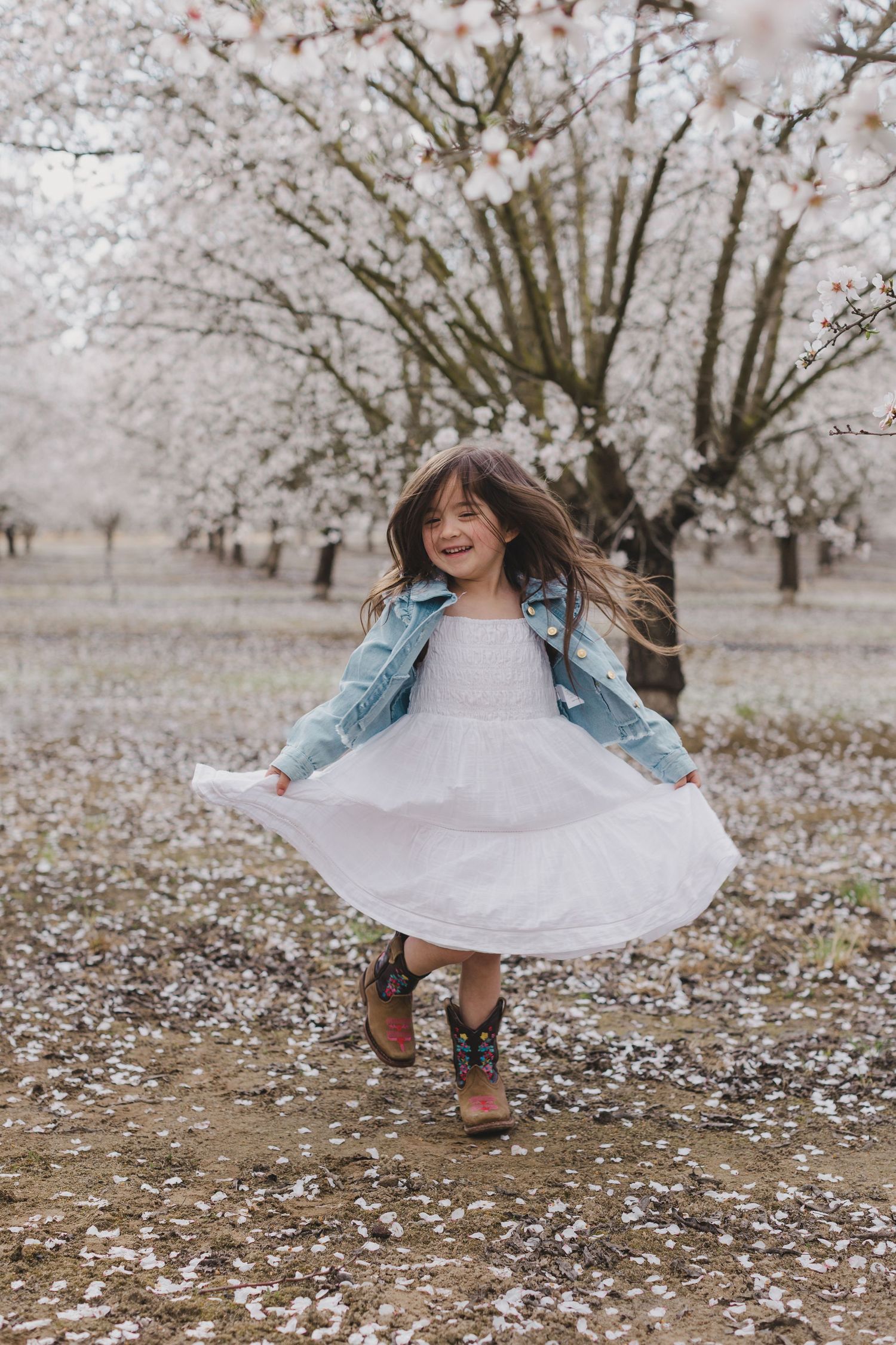 A playful scene in a cherry blossom orchard with petals scattered on the ground beneath blooming trees.  Almond Blossom Mini Session Modesto