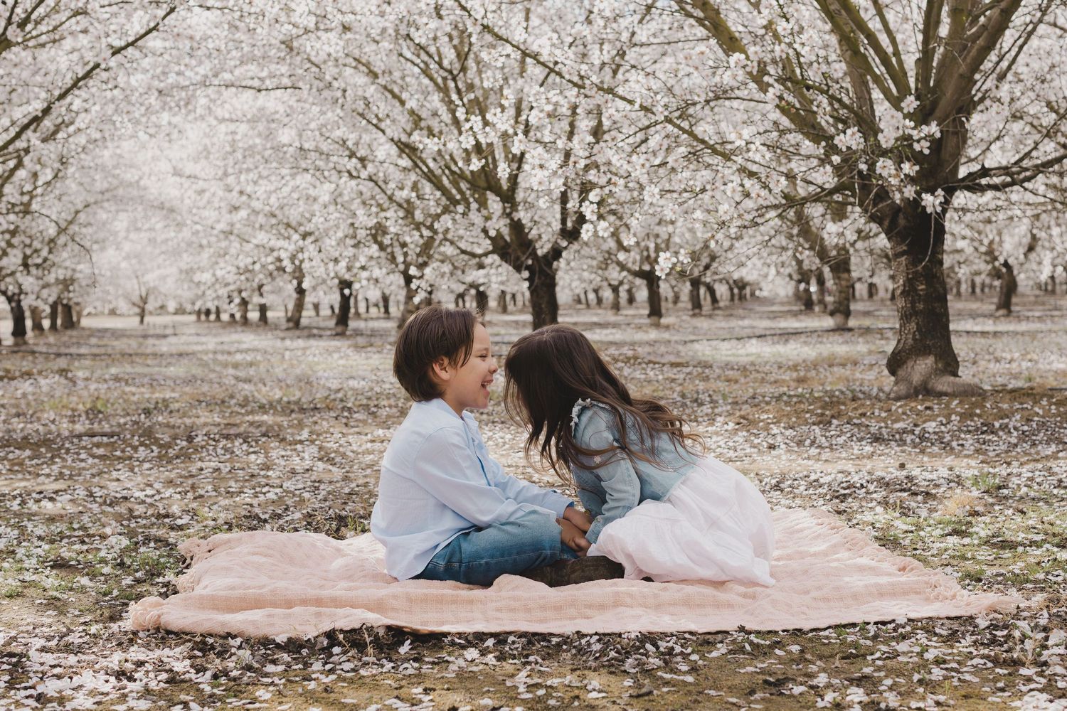 Couple shares romantic moments on a blanket under blooming almond trees in an orchard during springtime.