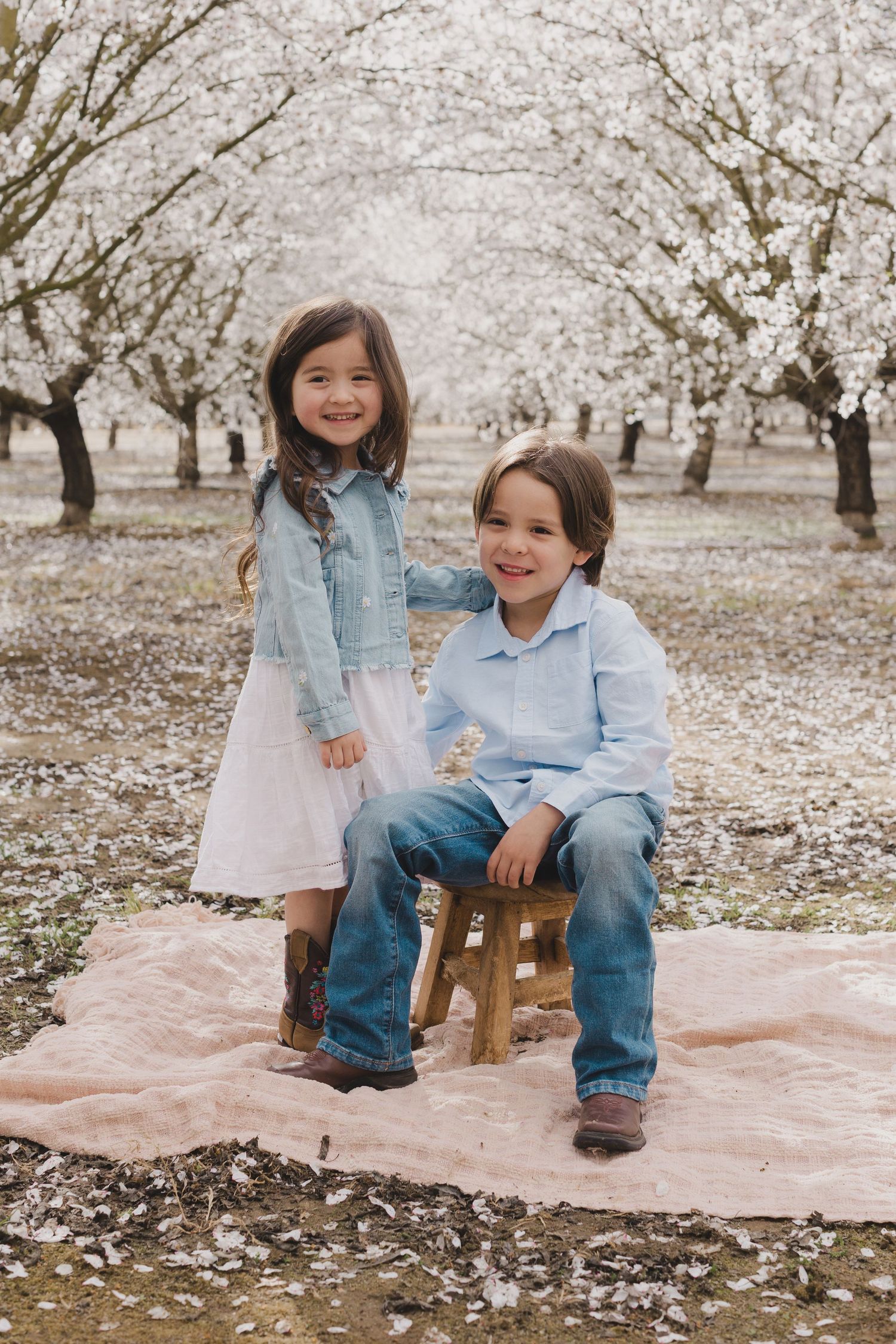 Children sitting on wooden stool under blooming cherry blossom trees with pink petals scattered on blanket.  Almond Blossom Mini Session CA