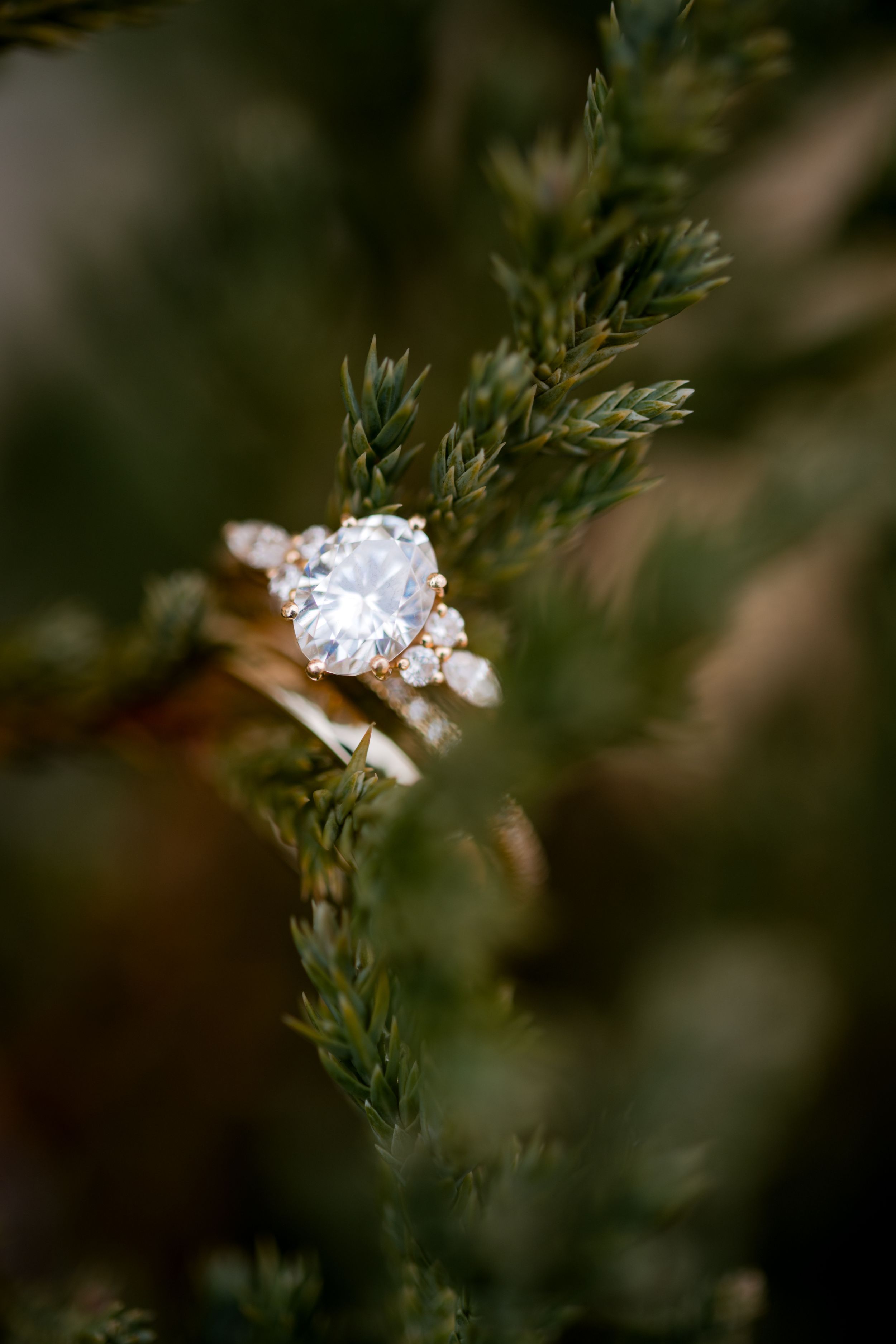 Delicate white flowers with yellow centers bloom among green foliage in a macro nature photograph.