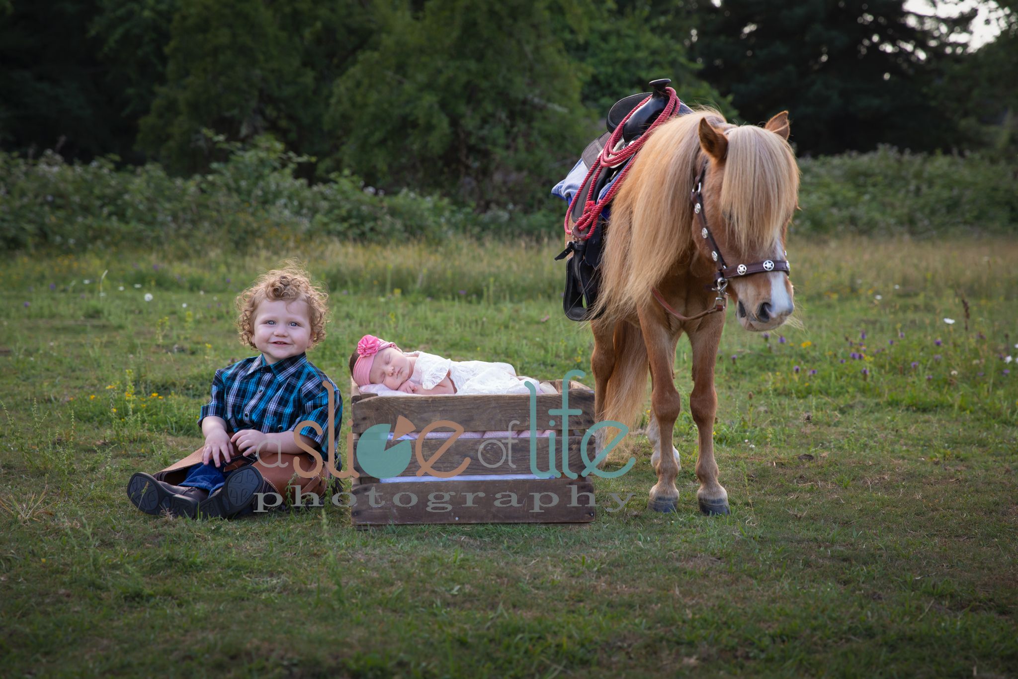 princess pony photography