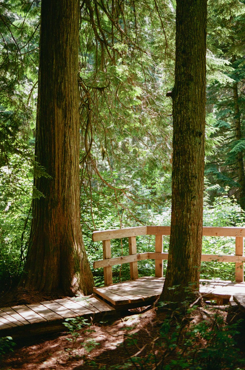 35 mm film photo of a sun dappled wooden boardwalk in between two huge cedar trees in Revelstoke, BC