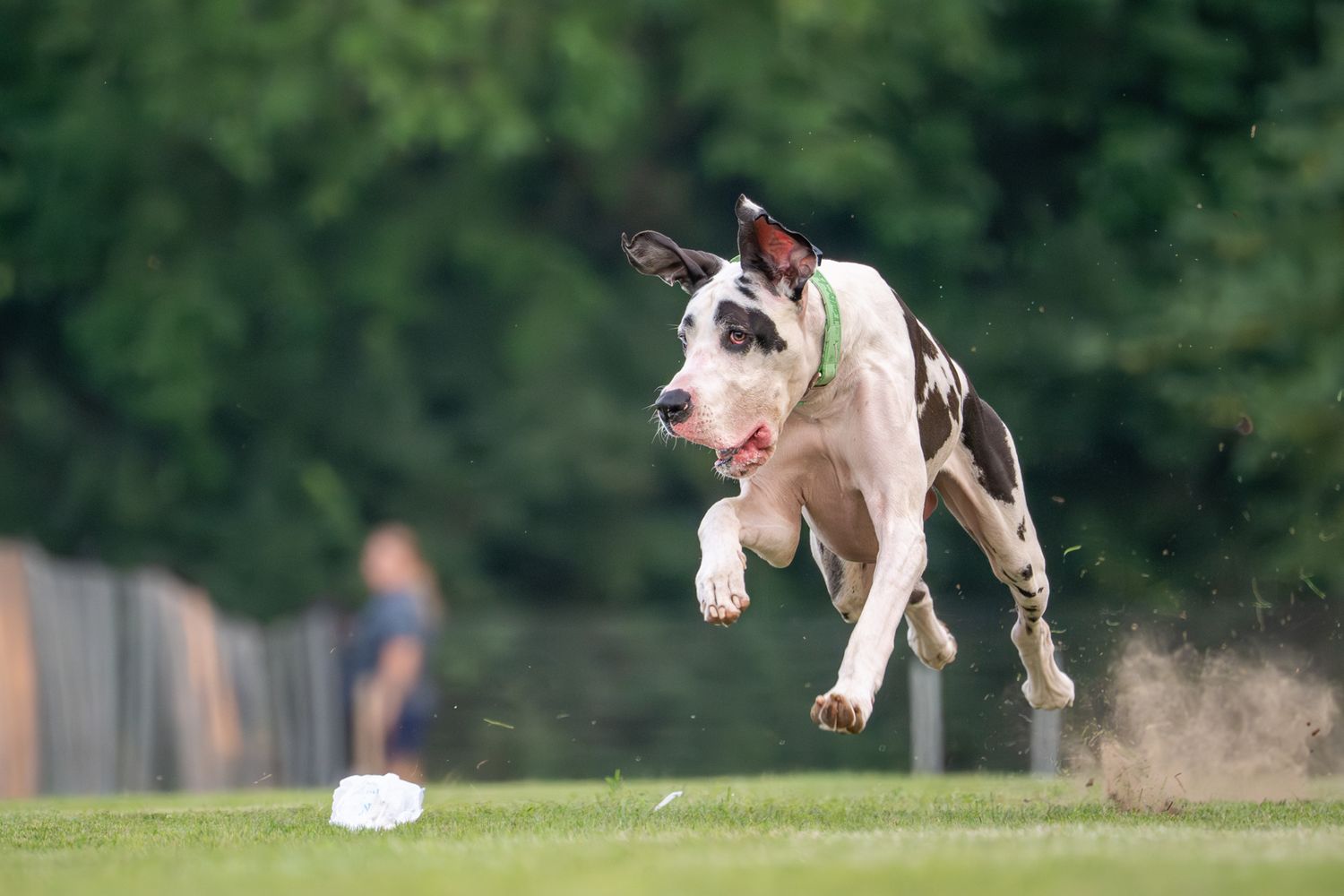 A Great Dane running FastCAT