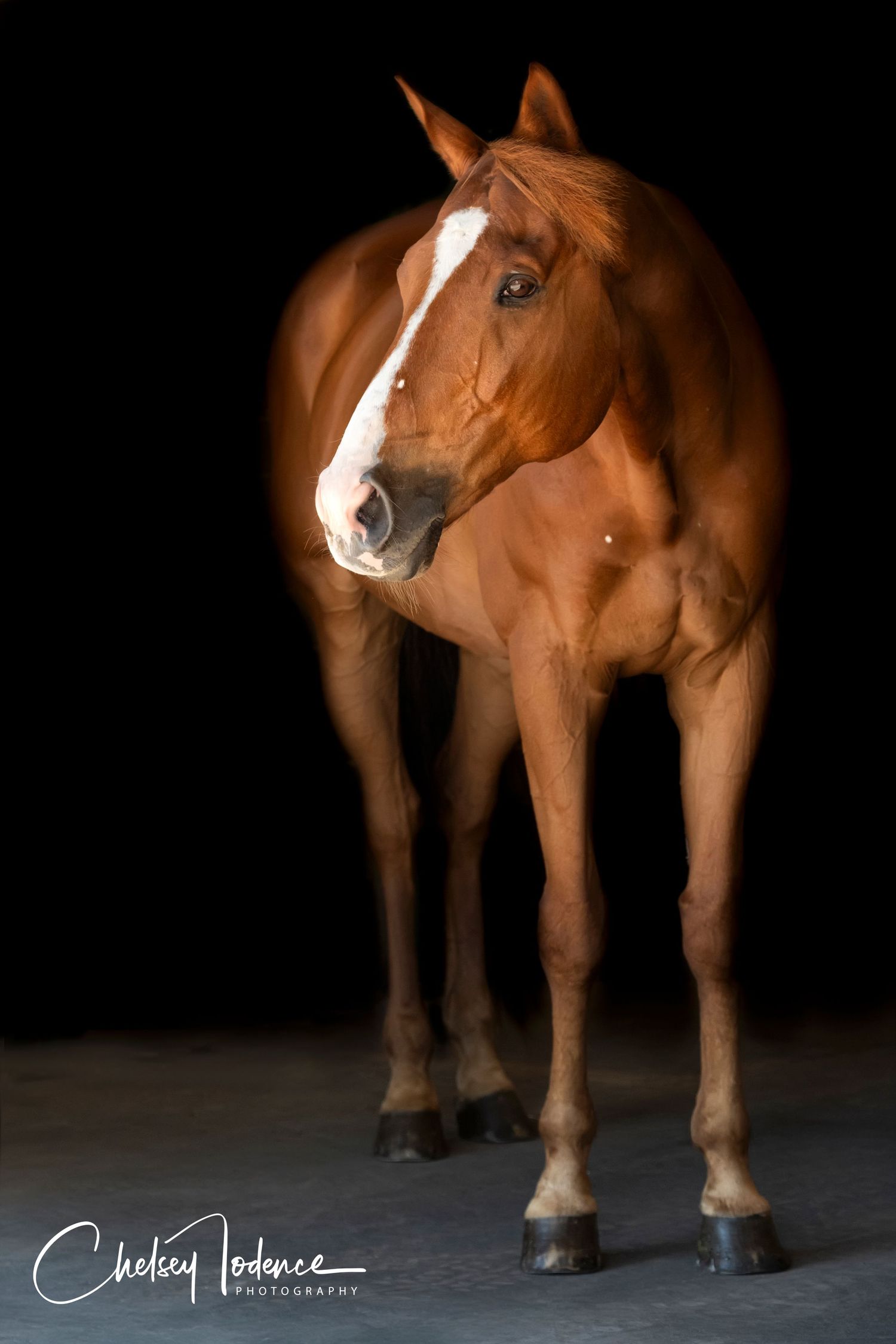 Final black background equine portrait of horse after editing in Sonoma County photographer session