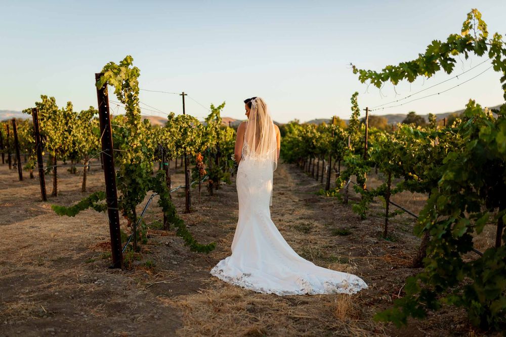 A figure in a white wedding dress poses elegantly among rows of grapevines in a vineyard at sunset.