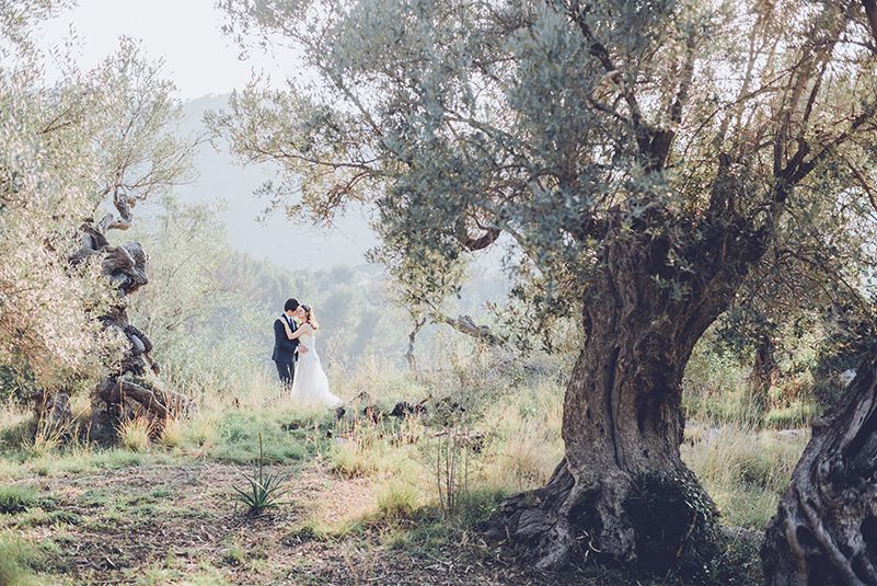 pre wedding couple portrait among olive trees mallorca countryside