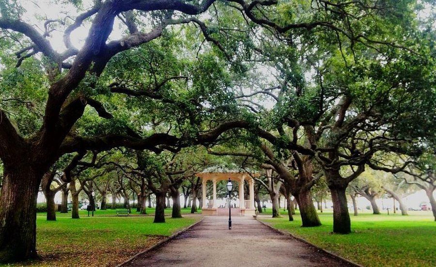 Rows of majestic oak trees with Spanish moss create a natural tunnel along a dirt path in Charleston, South Carolina.