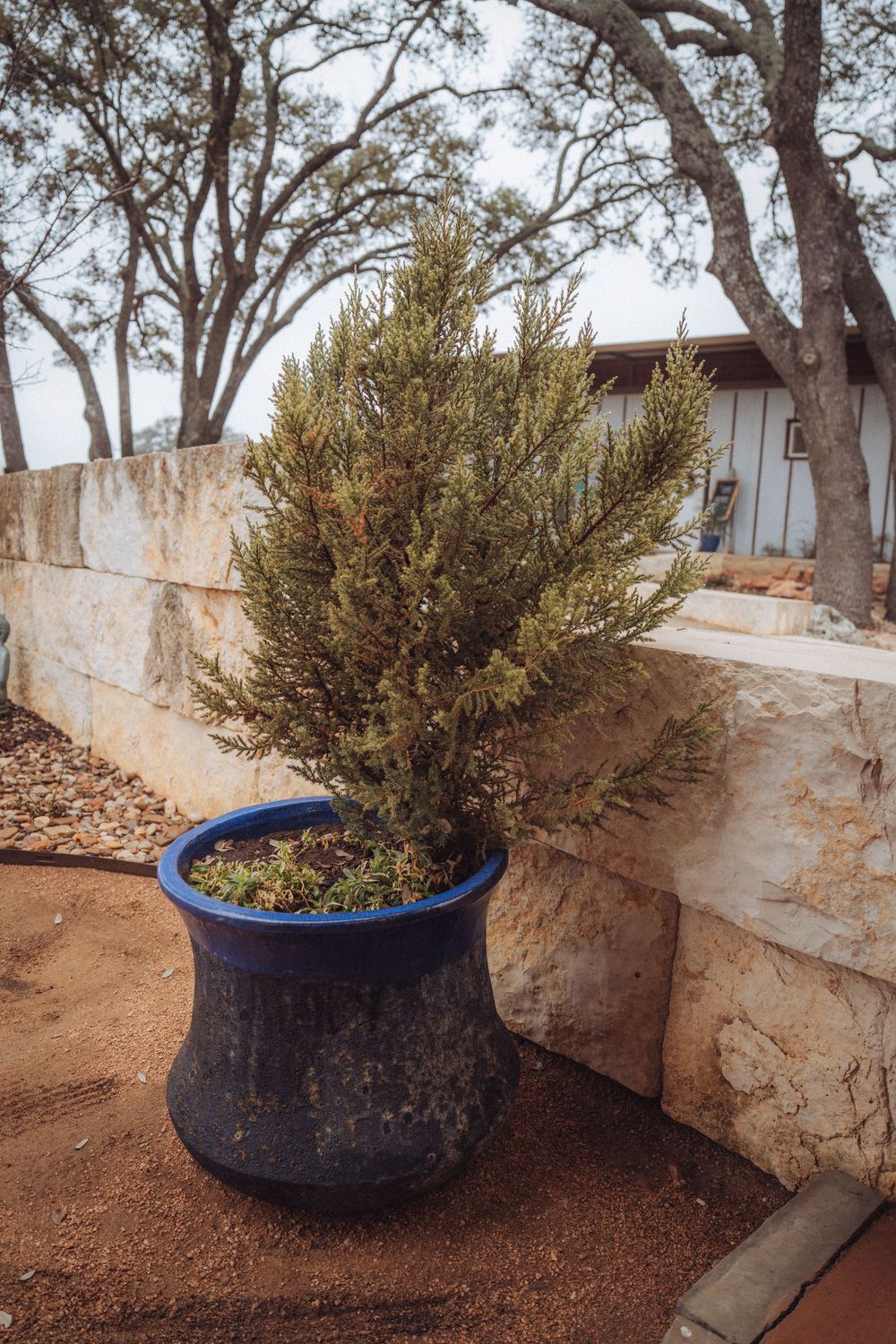 A series of decorative blue-rimmed planters with small trees arranged along a stone wall in an outdoor setting.