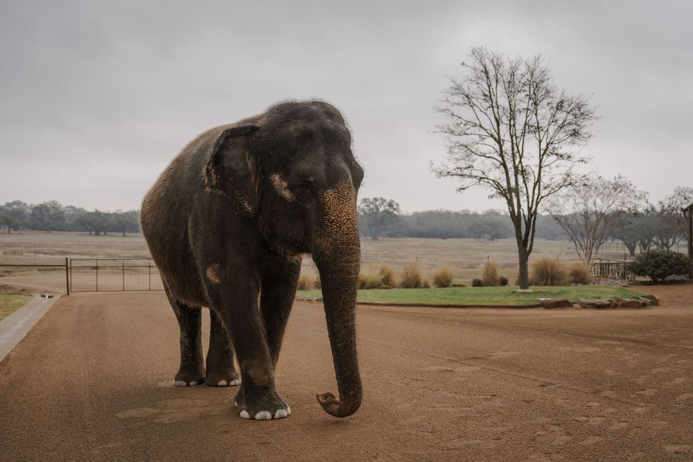 Elephants walking in a line along a dirt path at a wildlife sanctuary on an overcast day.