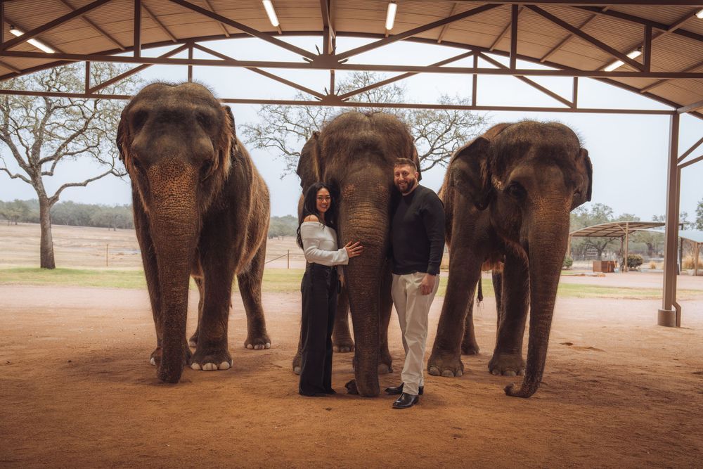 A panoramic view of elephants gathered under a covered shelter in a wildlife sanctuary or park.