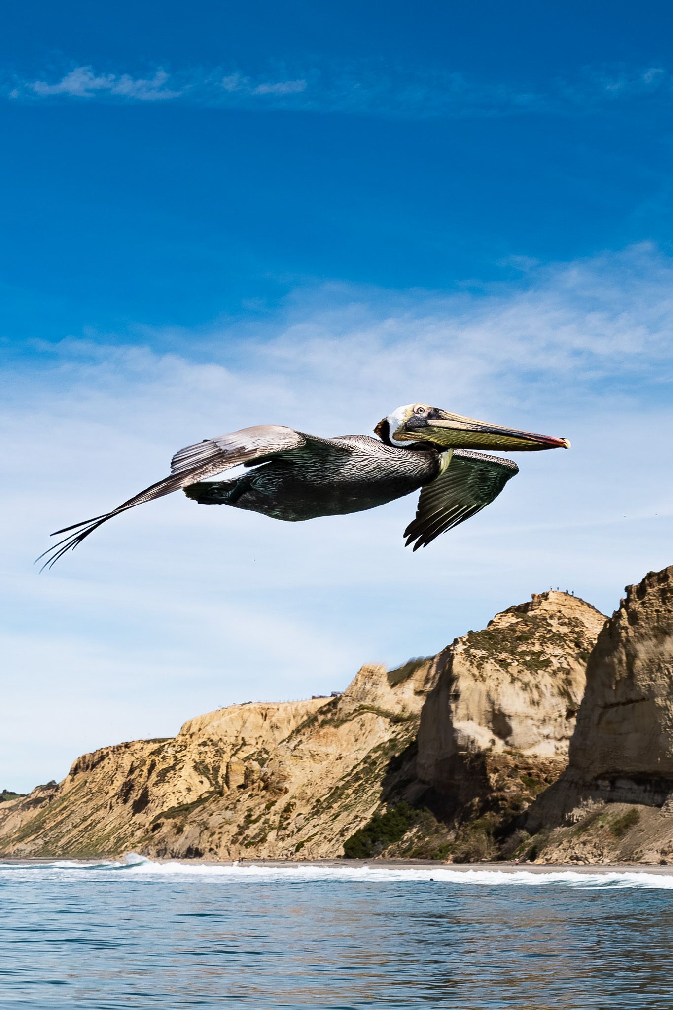 San Diego wildlife photography of a brown pelican soaring over the ocean water with coastal beach cliffs in the background.
