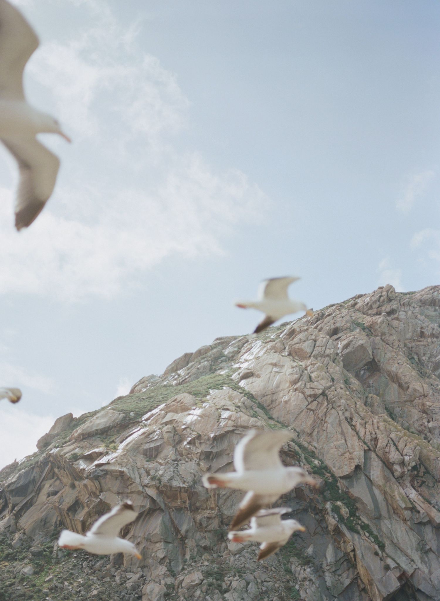 White seagulls soar against a rocky mountain backdrop under a cloudy sky.